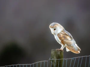 Barn owl print