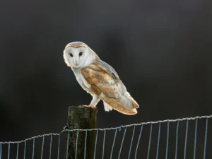 Barn Owl Stare Print