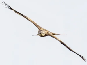 Red Kite print