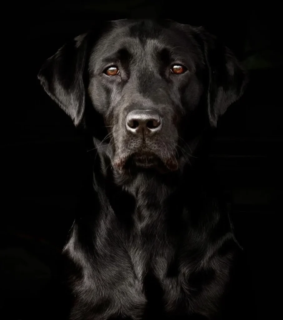 black labrador dog photo