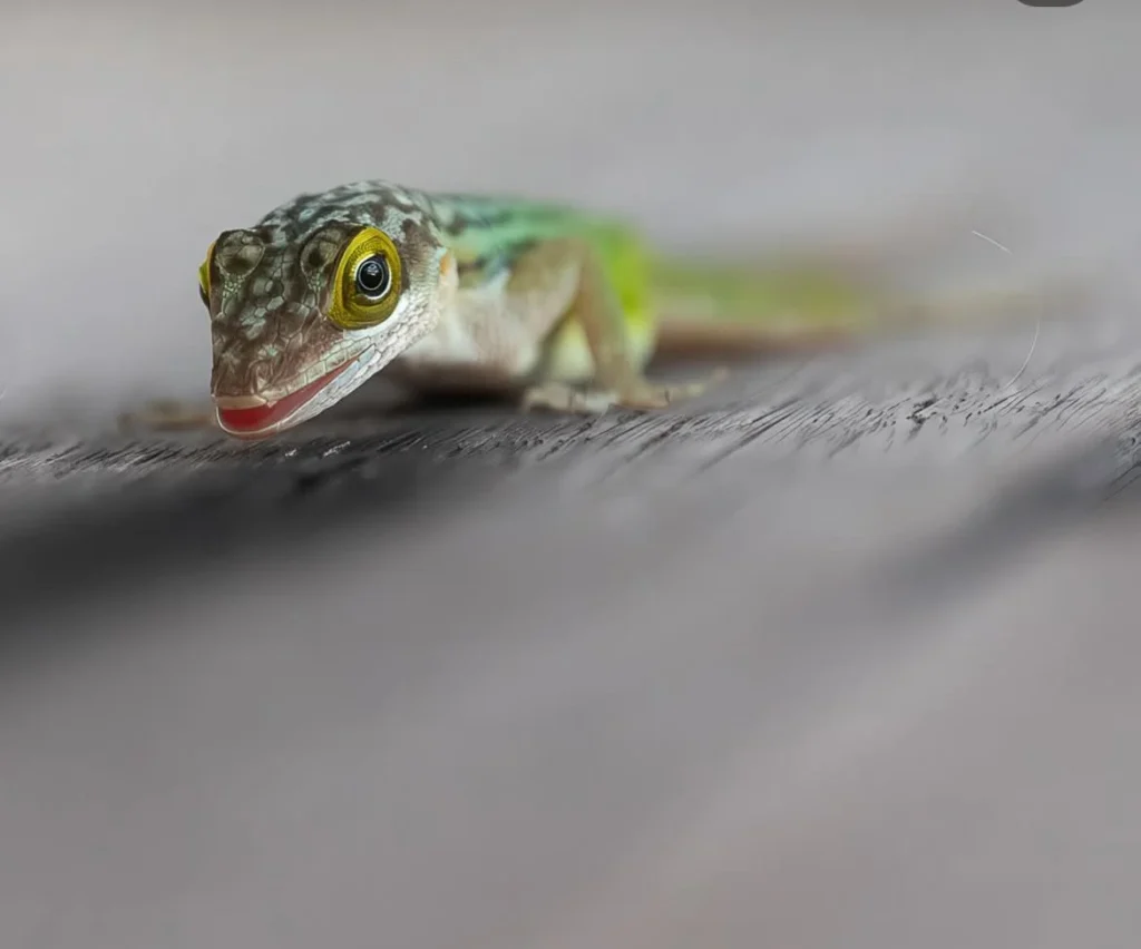 green lizard photo