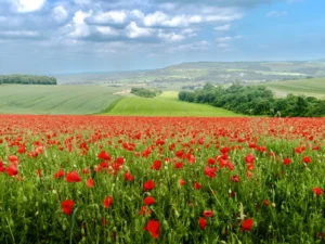 Poppy field print